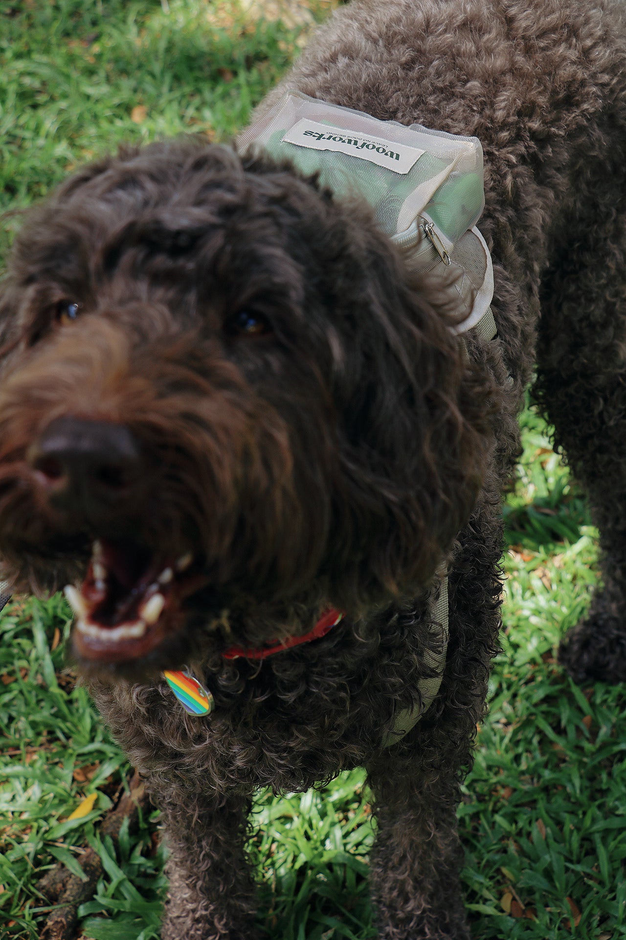 pet barkpack