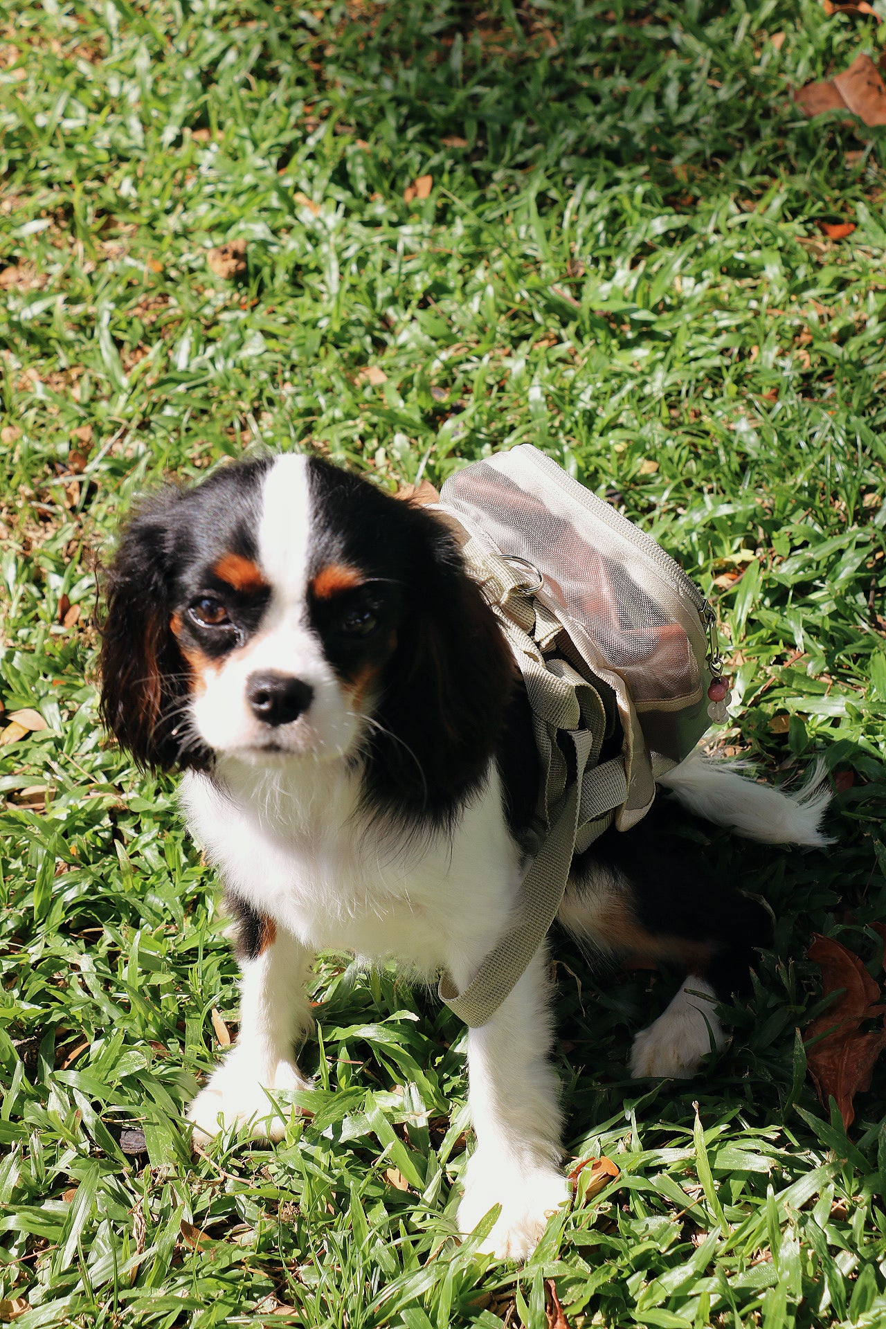 pet barkpack