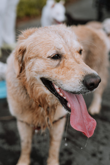 dog daycare