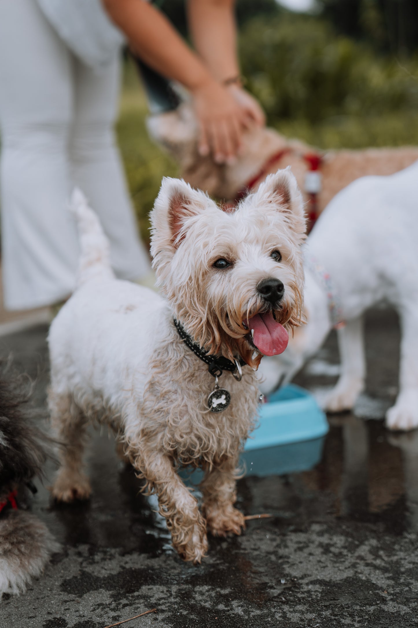 dog daycare