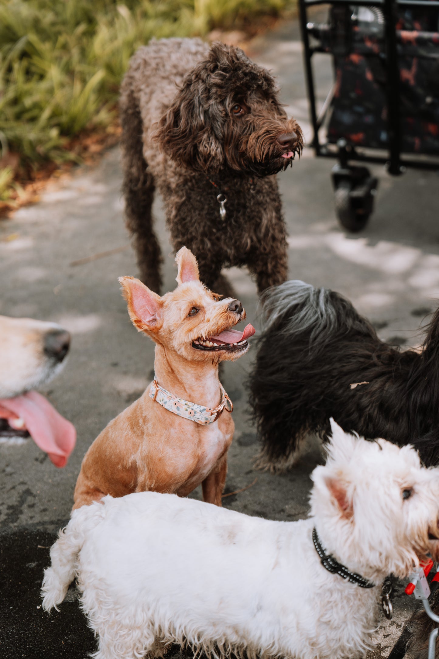 dog daycare