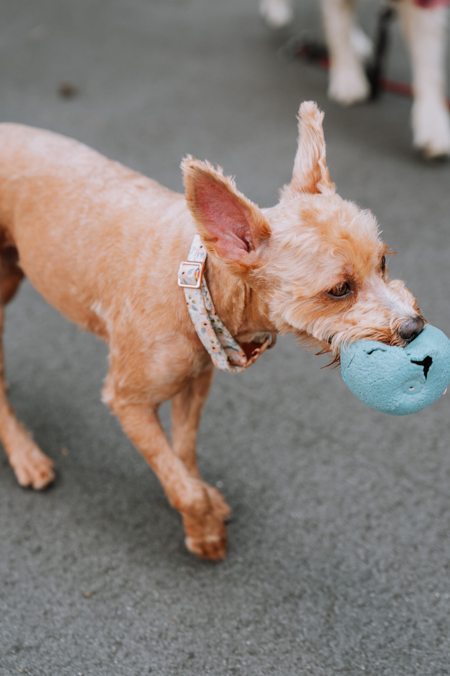 dog daycare