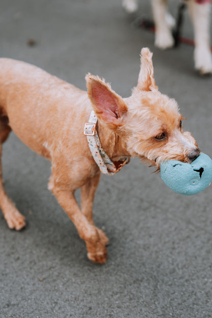 dog daycare