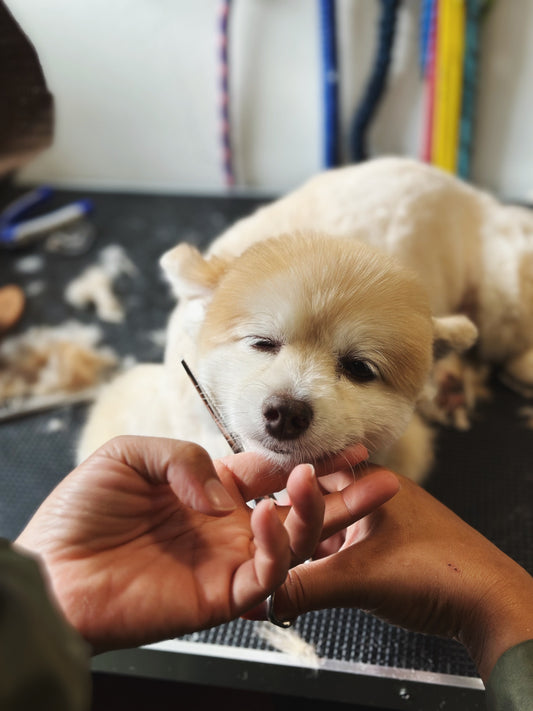 professional dog grooming at woofworks