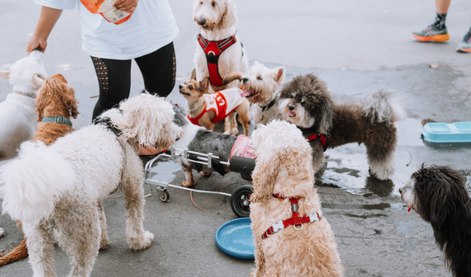 dog daycare